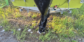 $featured_image_alt